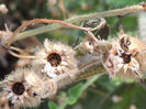 RSCN2615