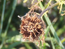 RSCN2852