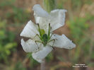 RSCN2882