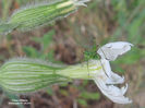 RSCN2886
