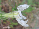 RSCN2887