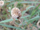 RSCN2899
