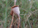 RSCN2952