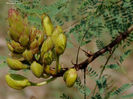 RSCN2989