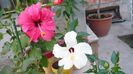 Picture 5417