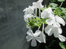 plumbago