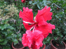 hibiscus 2