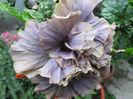 hibiscus