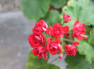 muscata 2