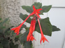 fuchsia 2