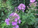 phlox