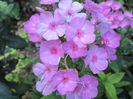 phlox