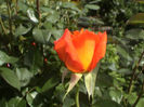 DSC00589