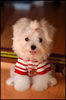 pic133923_caine_Bichon_maltez