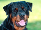 Beautiful-Rottweiler-rottweiler-13378990-1600-1200