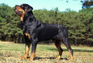 rottweiler8