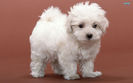 bichon-frise-11781-1920x1200