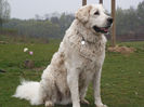 Instinctele-protectoare-naturale-ale-Kuvasz-ului-il-fac-sa-fie-una-dintre-cele-mai-bune-rase-pentru-