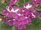DSCN4038