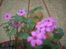 oxalis