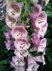 digitalis sau degetei