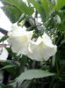 brugmansia alba