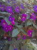 Achimenes