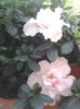 Azalee