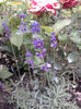 lavanda augustifolia
