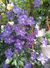 Clematita Jakmani
