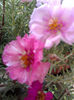 Portulaca(flori de piatra)