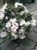 Azalee