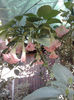 Brugmansia roz