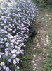 Aster si pisoiul tomita