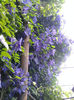 clematita Jackmani