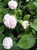 Hortensia roz