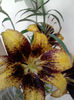 Crin asiatic