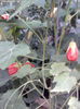 Abutilon portocaliu