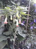 brugmansia roz