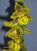Orhidee 002