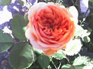 15-07-13_0853