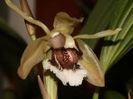 Coelogyne salmonicolor