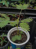 mimosa pudica