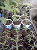 callistemon citrinus-25 zile