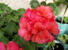 coral pink dublu 2