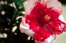 ExoticHibiscus