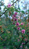 Mimosa sensitiva