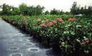 Planta%u0163ie de hibi exotici