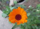 IMG_0783