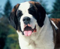 caini_saint_bernard_355